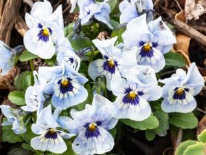 Pale blue violas - Gardenize