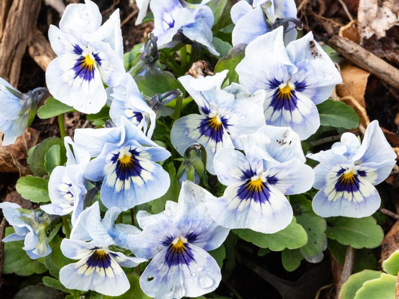 800x600px-gardenize-pale-blue-violas - Gardenize