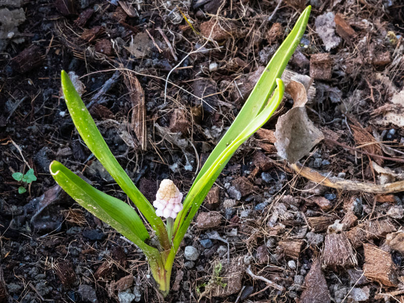 Pink muscari - Gardenize