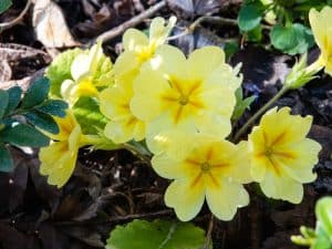 Yellow primula - Gardenize