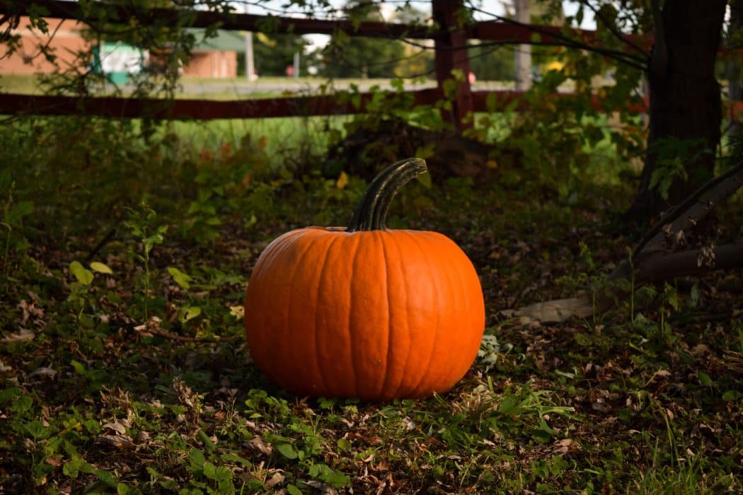 Pumpkin season
