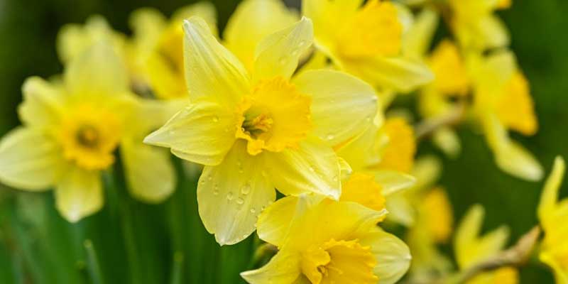 1-800x400px-gardenize-heading-easter-lily