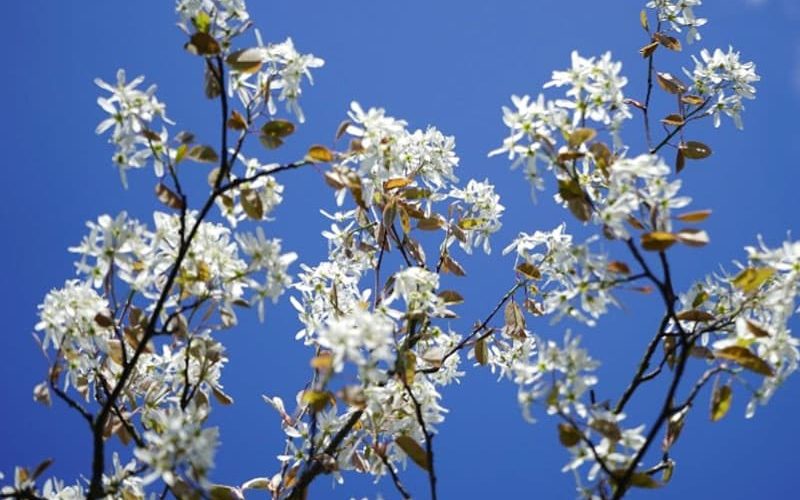 2-800x600px-gardenize-amelanchier