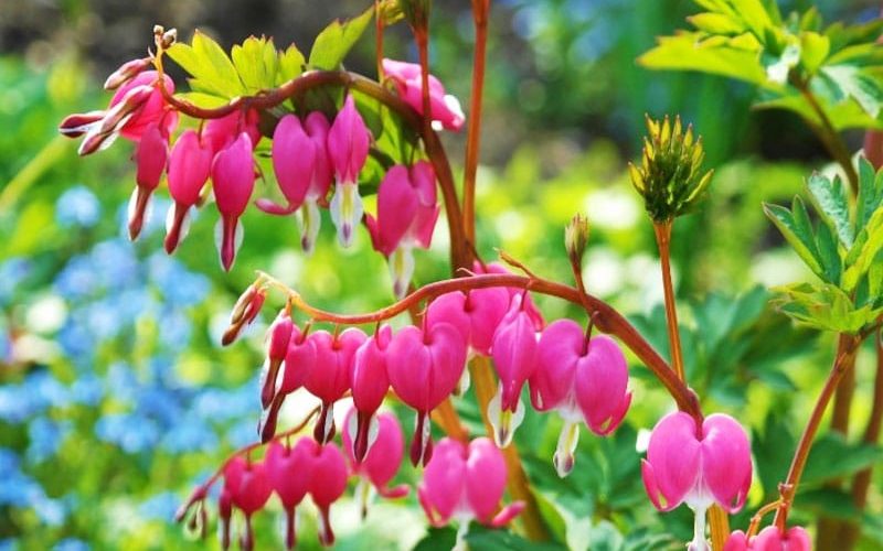 3-800x600px-gardenize-bleeding-heart