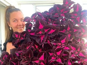 Planteoasen - coleus