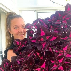 Planteoasen - coleus