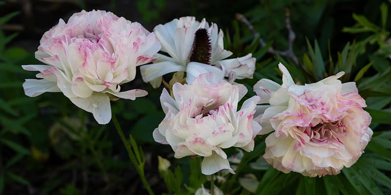 ranunculus bianco sfumato