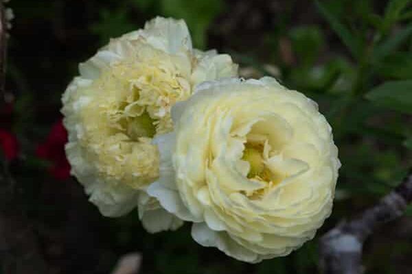 ranunculus cream (2)