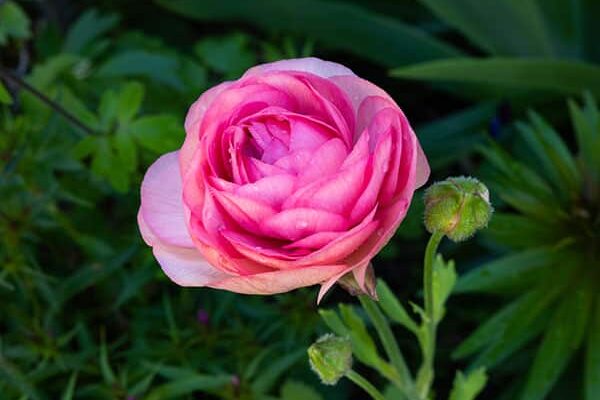 ranunculus salmone