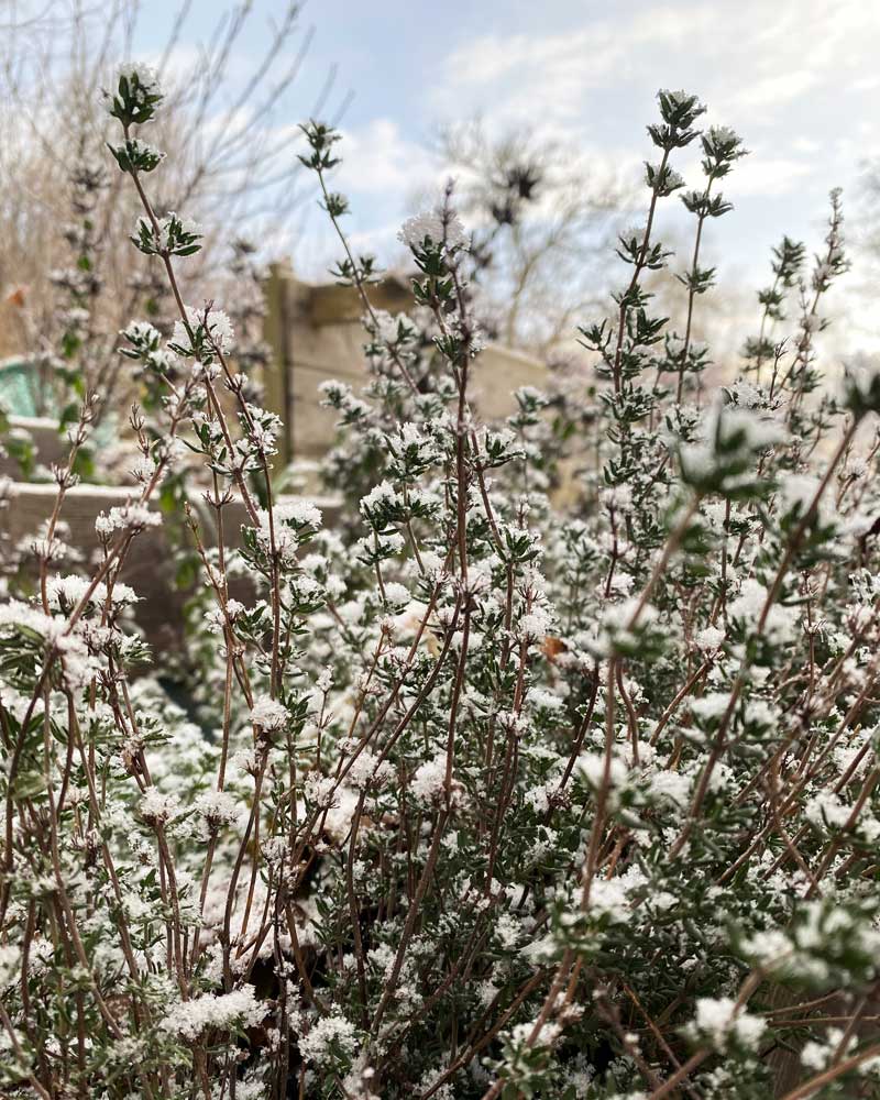 Timjan snö - Gardenize