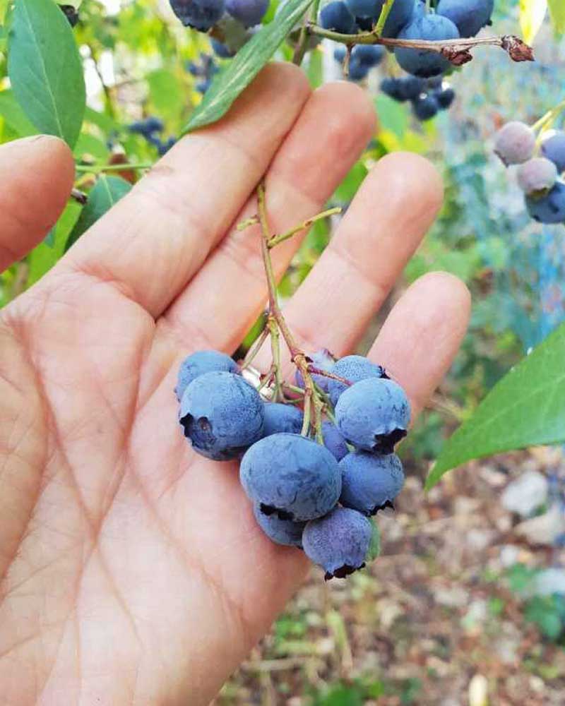 Amerikanska blåbär Gardenize