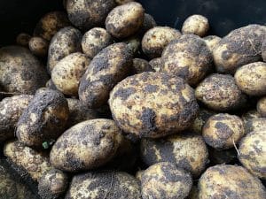 Odla potatis Gardenize