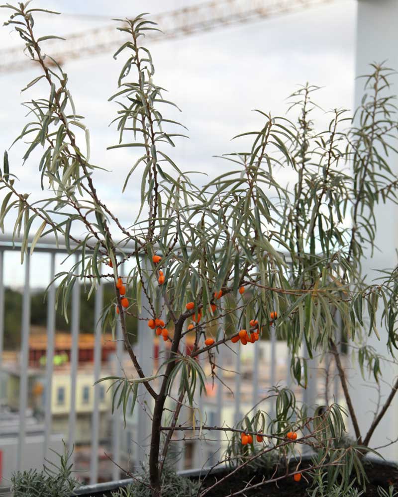 Havtorn på blåsig balkong Gardenize