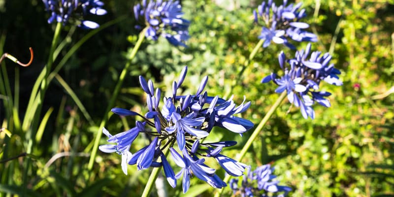 Blue agapanthus - Central Otago