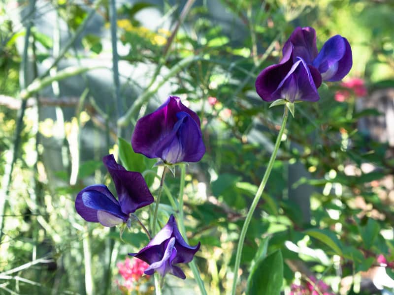 Blue sweet peas