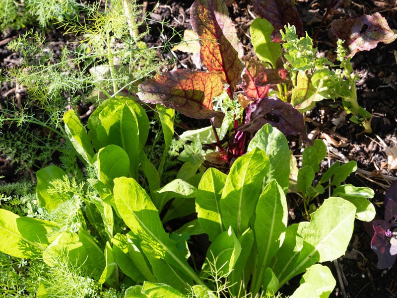 Kitchen garden