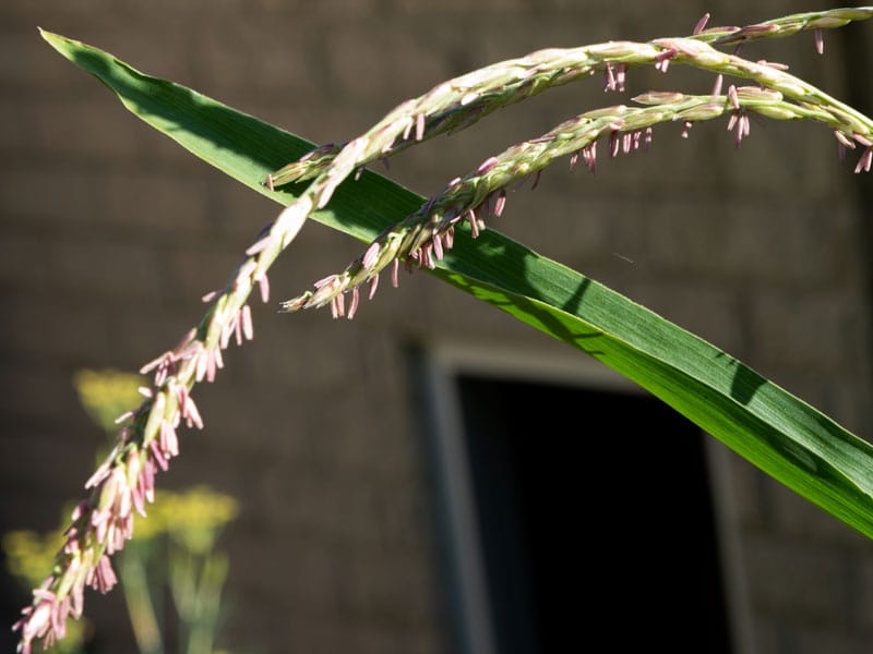 Corn male parts