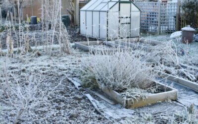 Save your plants from sudden frost