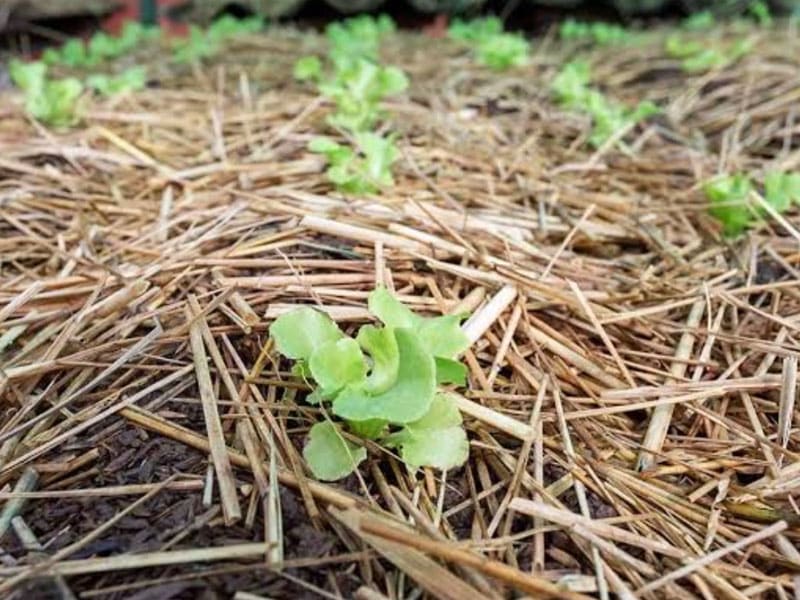 Gardening in Australia - Gardenize