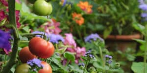 Preparing the garden for spring, tomatoes and flowers