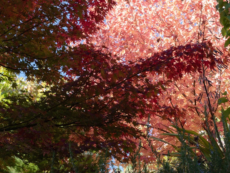 Autumn leaves in New zeeland