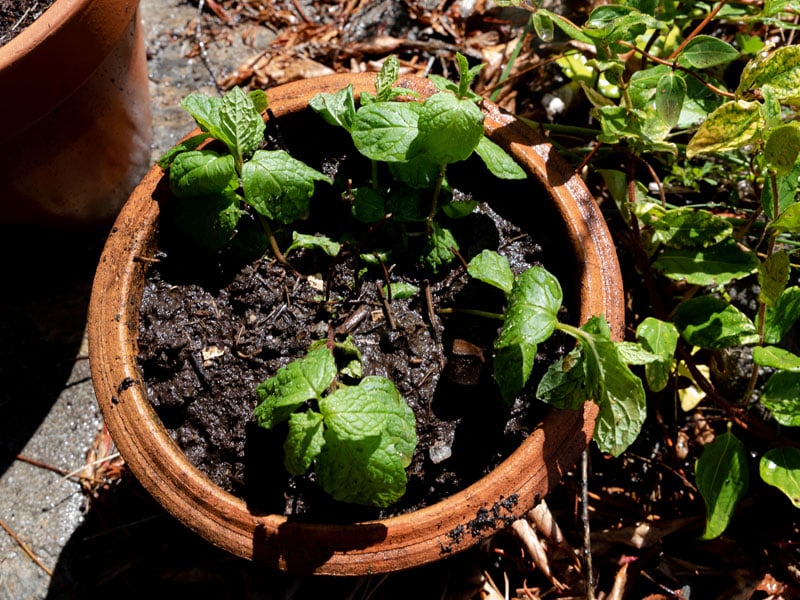 Mint repotted