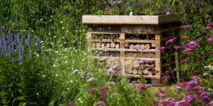 Wildbienen ein zu Hause geben