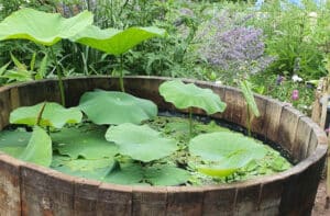 Mini-Teich mit Lotus