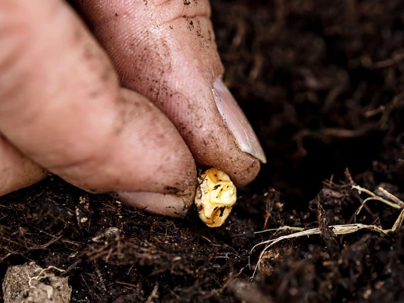 Planting seeds australia