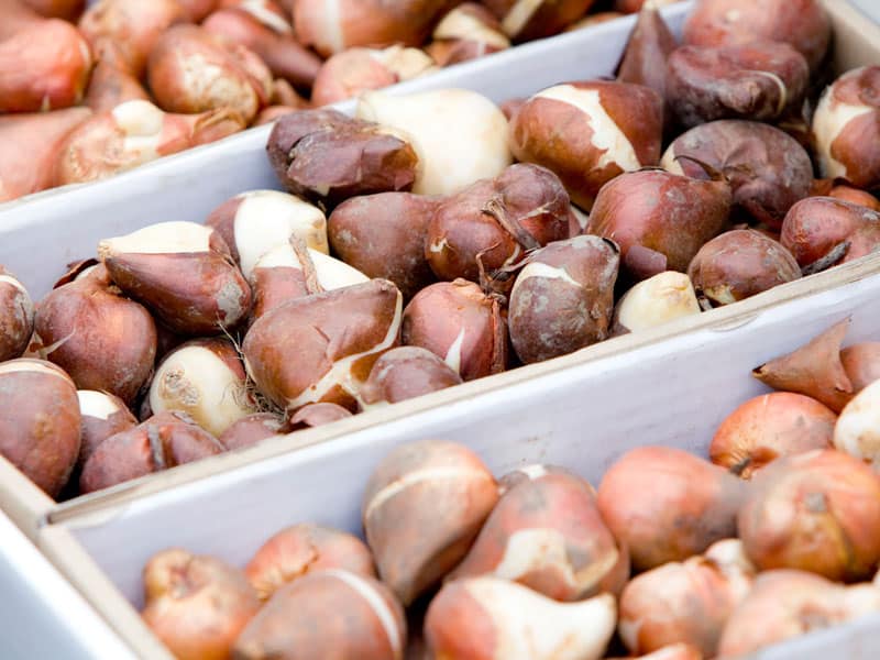 Bulbs for planting