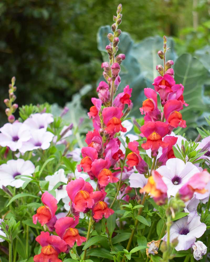 Blommor för odlingslåda - få mer plats i trädgården