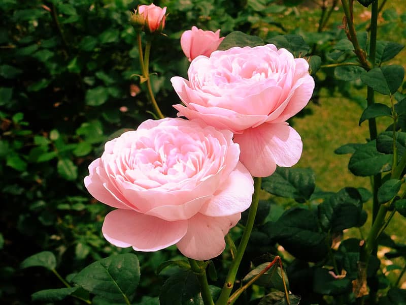 Rosa Ros ’Queen of Sweden’ som blommar