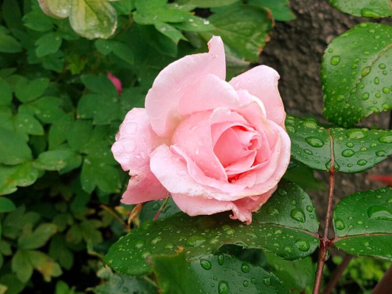 Rosa ros, ‘Queen Elizabeth’