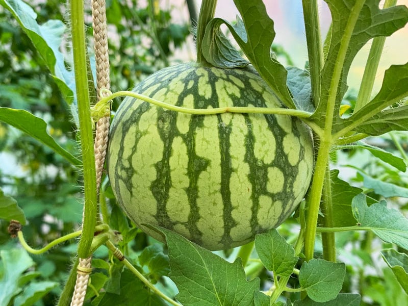 Odla egen melon - Gardenize - Jenny Löfstrom