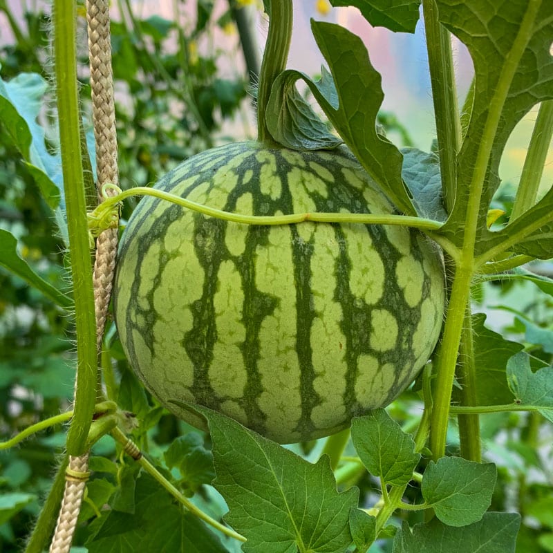 Odla melon i Sverige - med och utan växthus