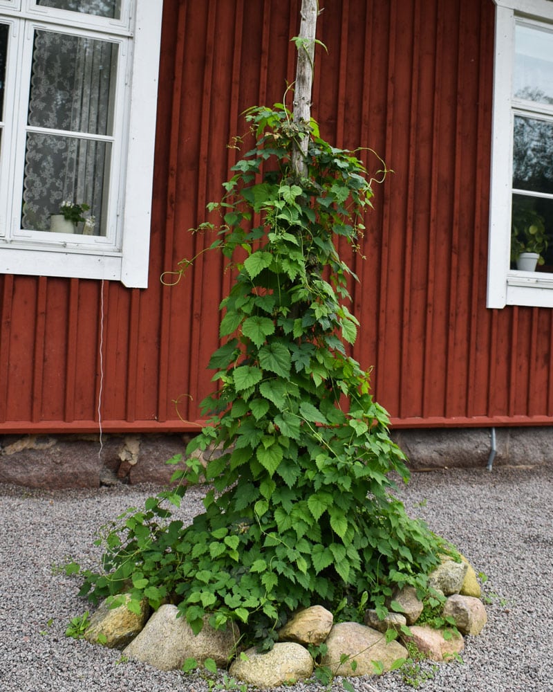 Humlestör - snabbväxande och frodig växt i trädgården