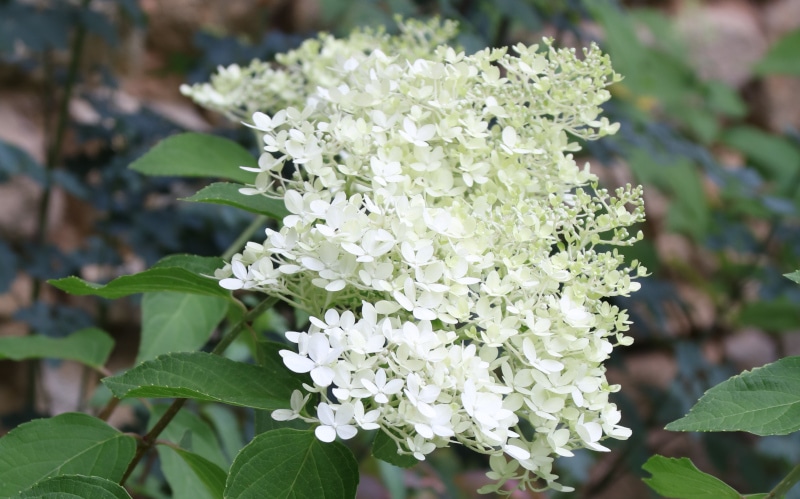 Blüte der Rispenhortensie - Gardenize