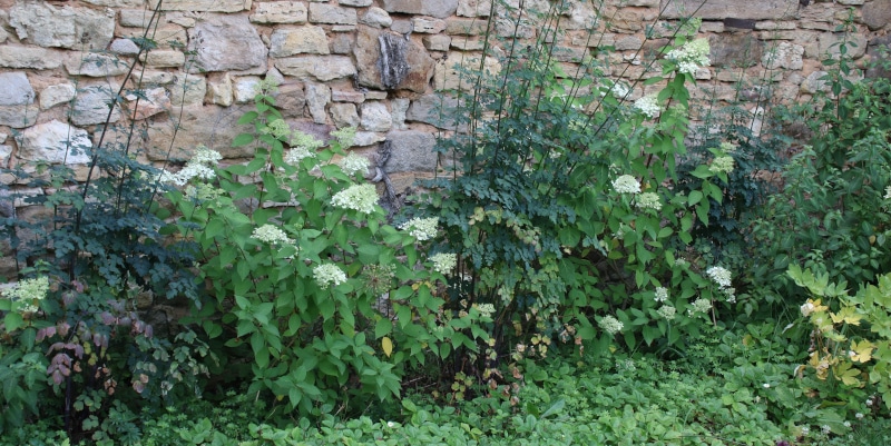 Rispenhortensie gepaart - Gardenize