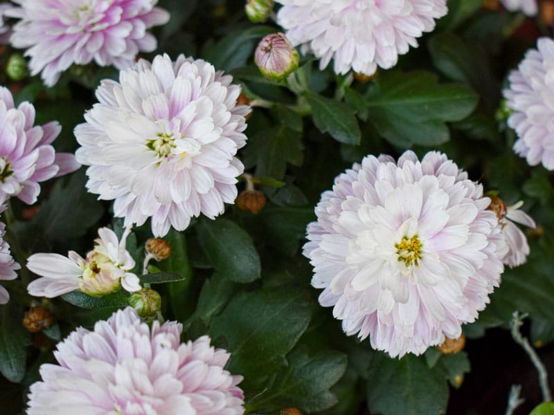 Blommor i höstträdgården