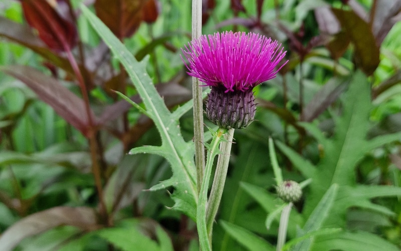 Die drei schönsten Disteln für deinen Garten