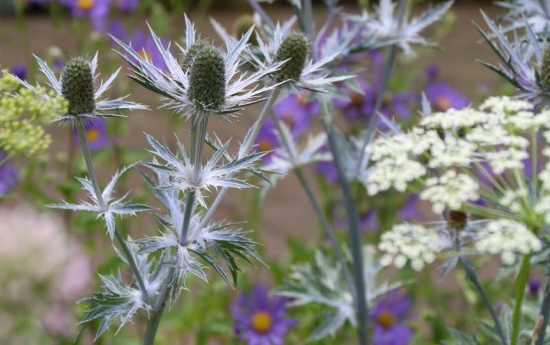 Die drei schönsten Disteln für deinen Garten