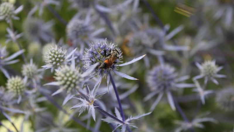 The 3 most beautiful thistles for your garden - Gardenize