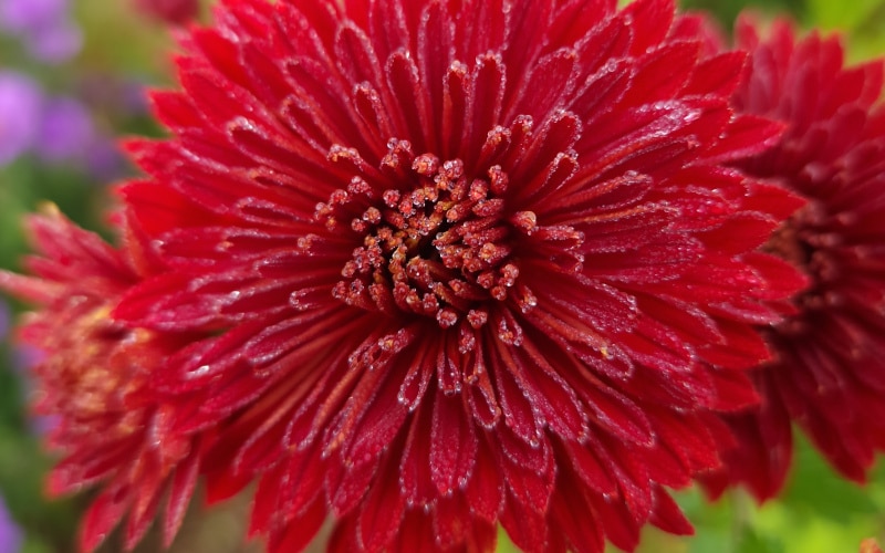 Winterharte Chrysanthemen für dein Staudenbeet