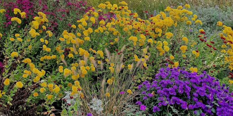 Winterharte Chrysanthemen für dein Staudenbeet