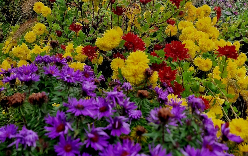 Winterharte Chrysanthemen für dein Staudenbeet