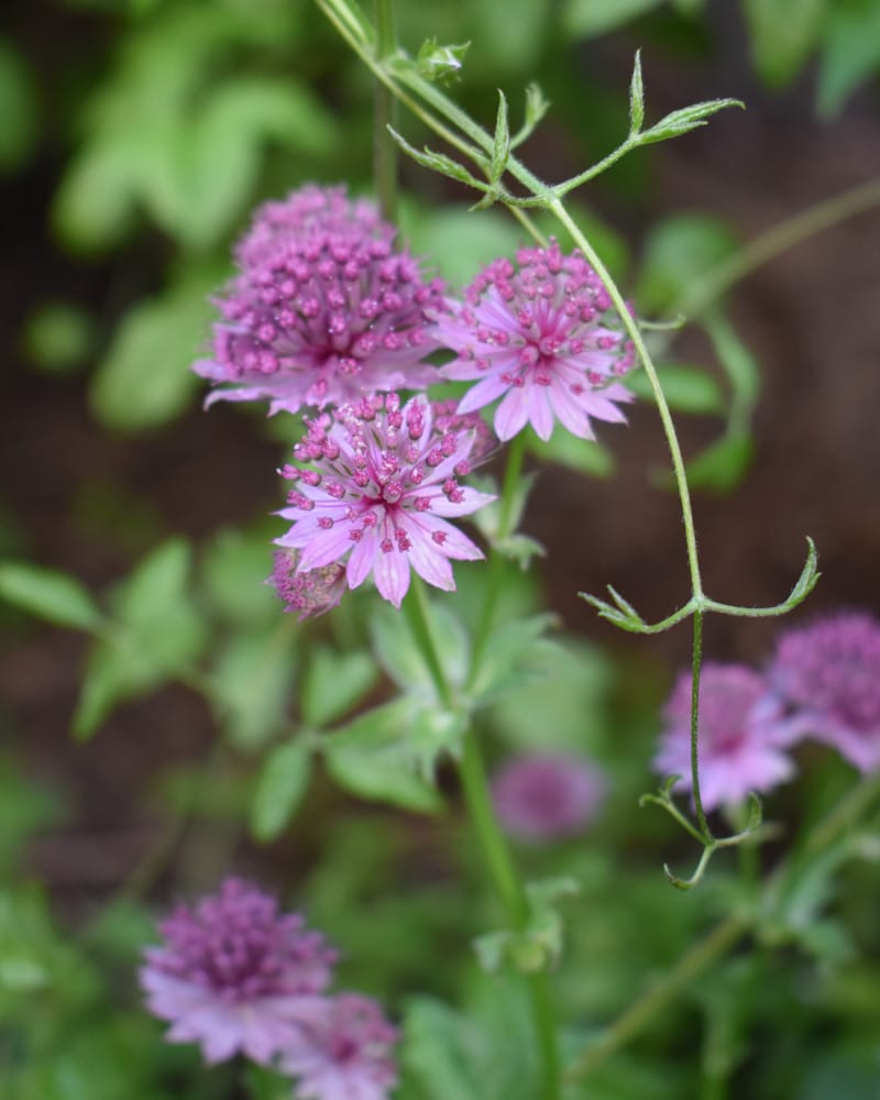 Blommor i planeringen