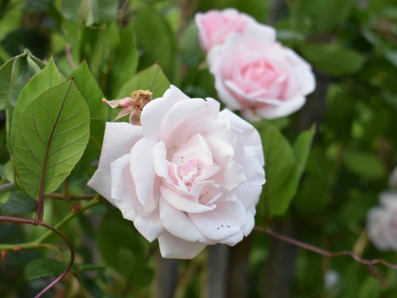 Återbruka rosbuketten - Gardenize