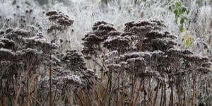 Strukturpflanzen im Winter - Gardenize