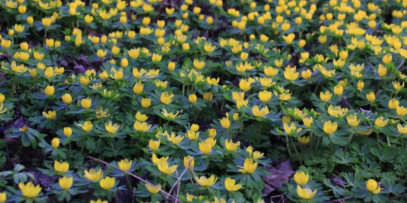 Winterlinge: Strahlende Vorboten des FrühlingsWinterlinge: Strahlende Vorboten des Frühlings