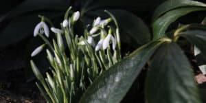 Winterlinge: Strahlende Vorboten des Frühlings